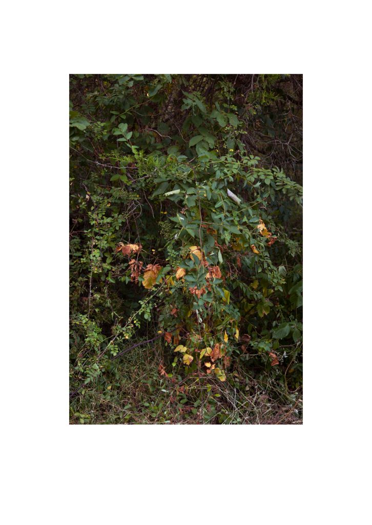 #011, Walks in North Park: September 2015