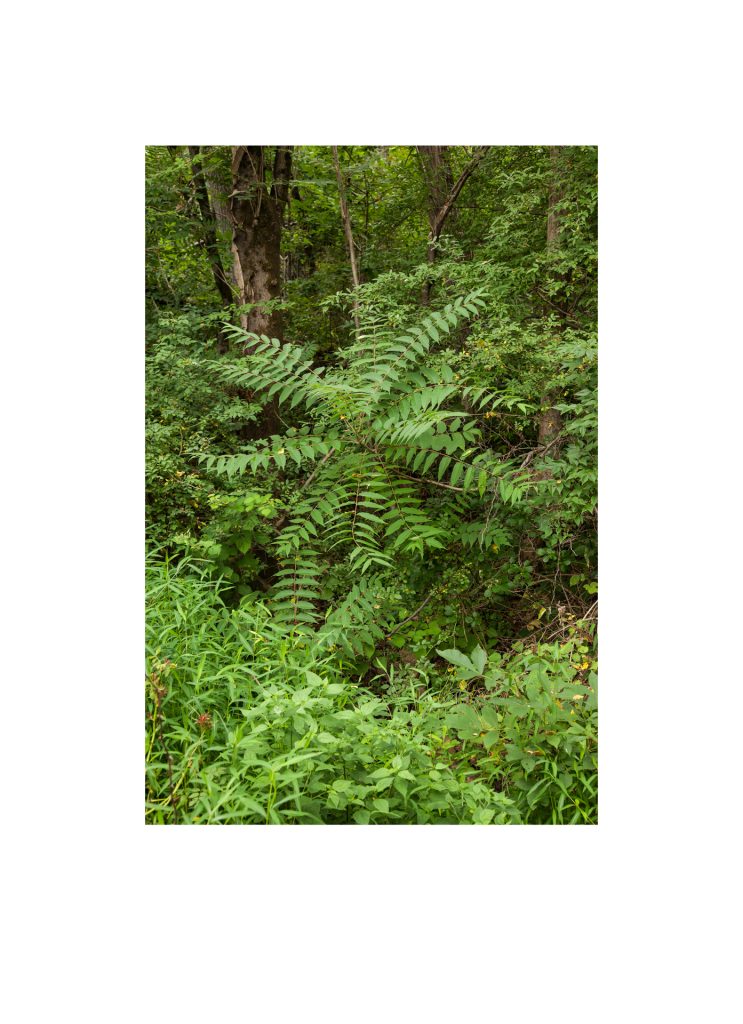 Walks in North Park: July 2015