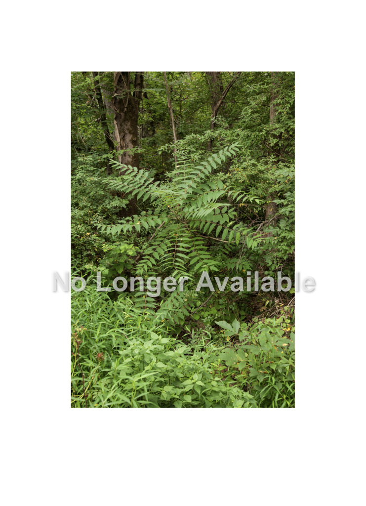 #013, Walks in North Park: July 2015