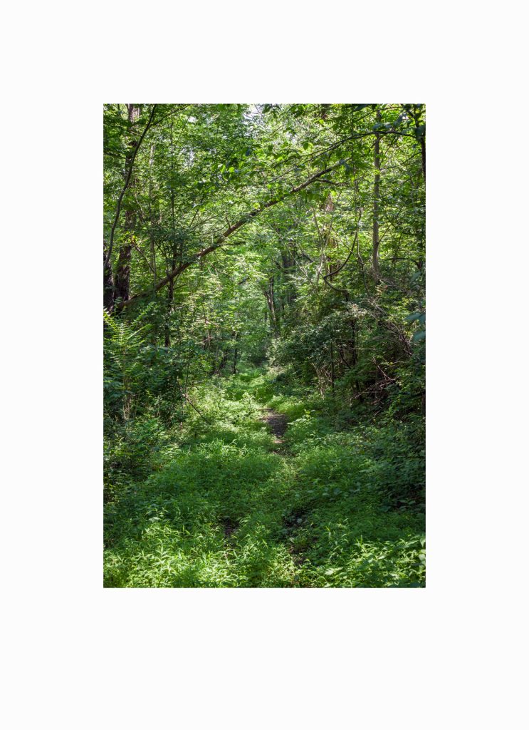 #014, Walks in North Park: June 2015