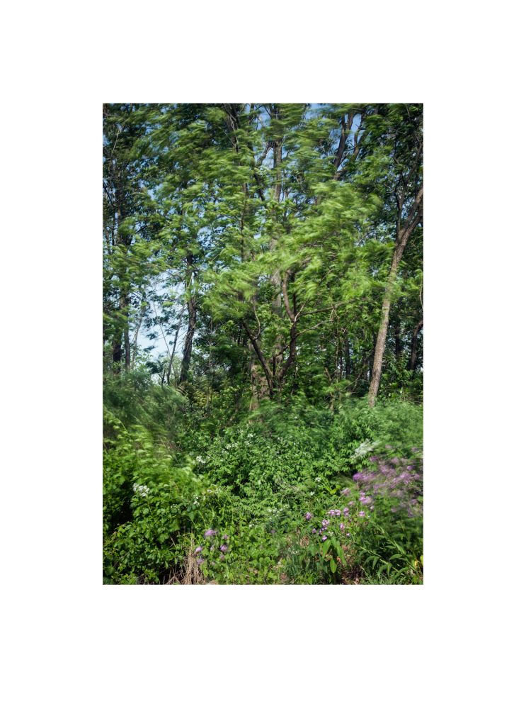 #015, Walks in North Park: May 2015