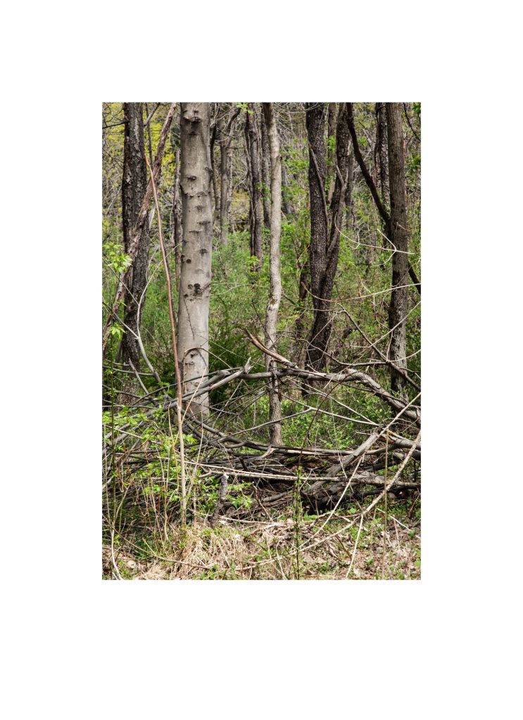 #016, Walks in North Park: April 2015