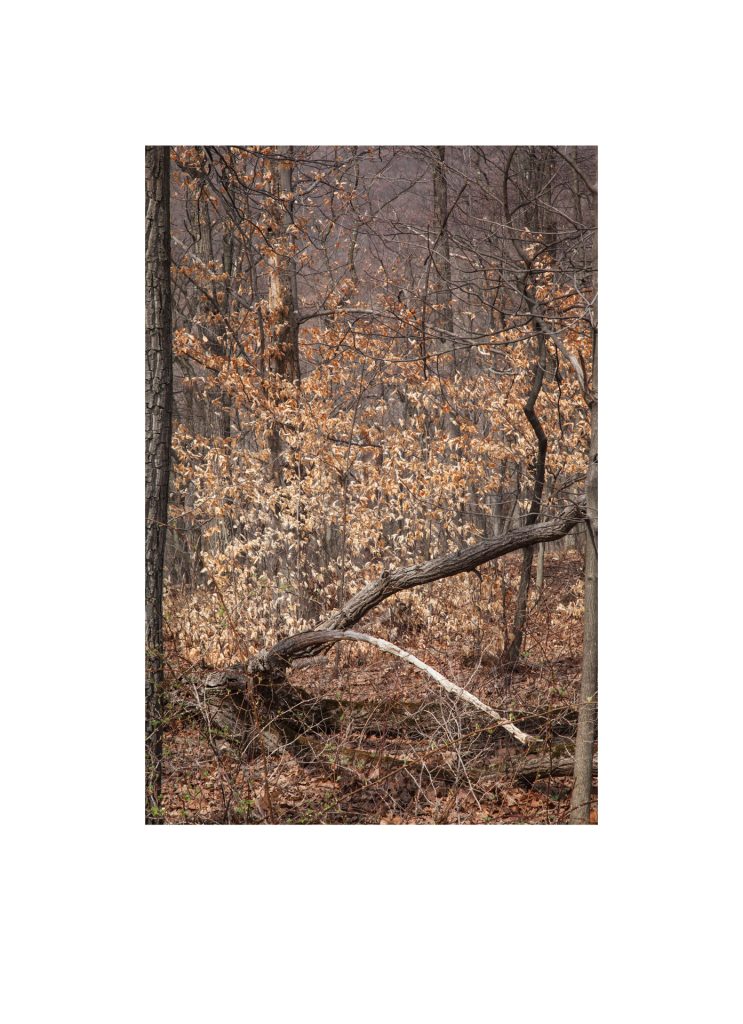 #017, Walks in North Park: March 2015