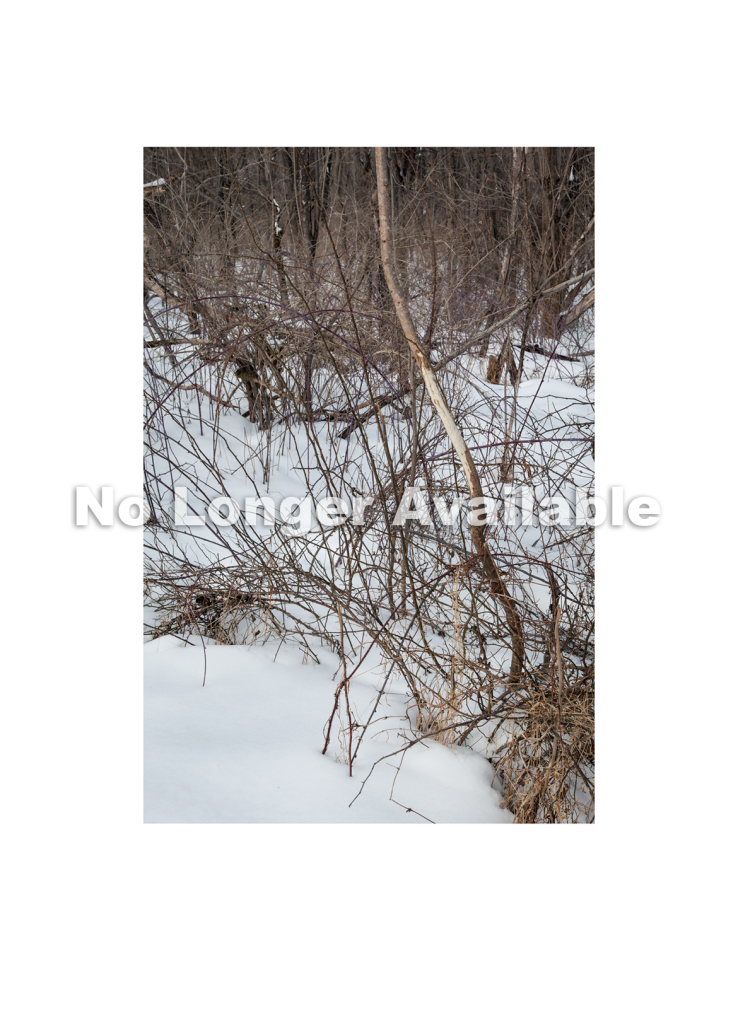 #018, Walks in North Park: February 2015