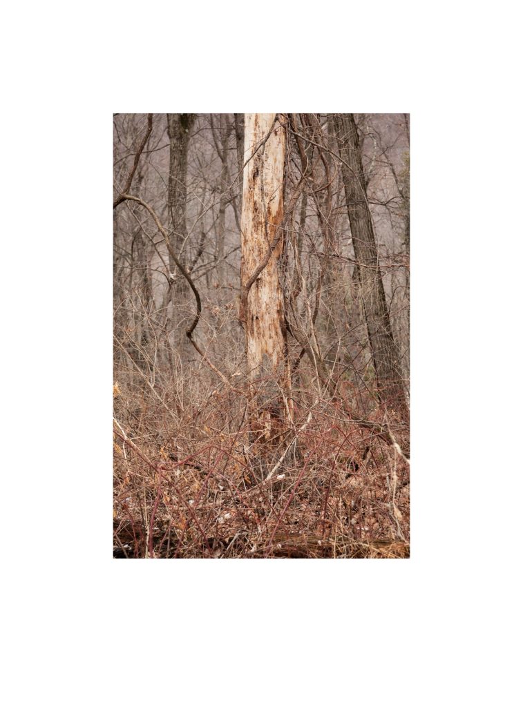 #019, Walks in North Park: January 2015
