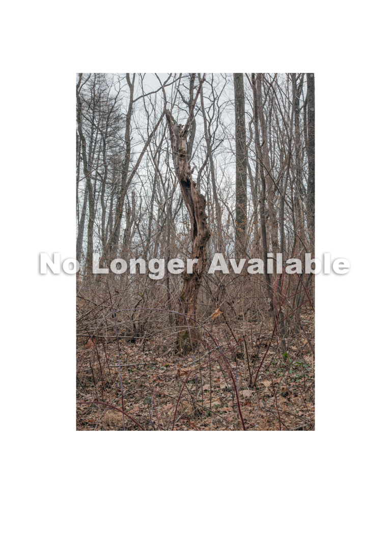 #020, Walks in North Park: December 2014