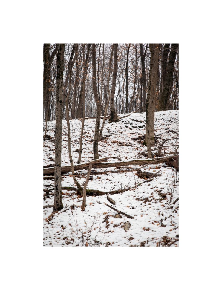 #021, Walks in North Park, November 2014